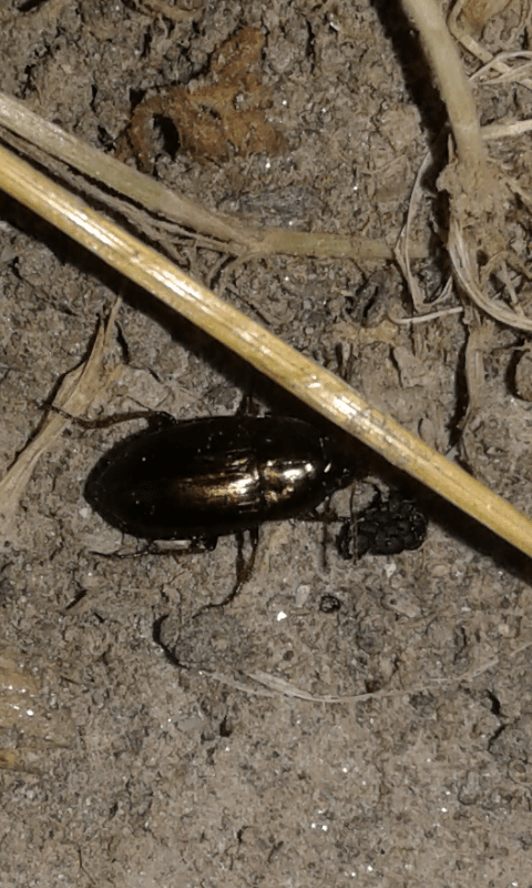 Carabidae : Amara sp.? s, Amara aenea